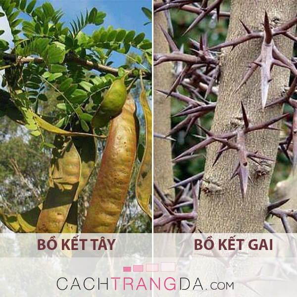 3 Cách trị nám da hiệu quả bằng bồ kết tốt hơn bao giờ hết