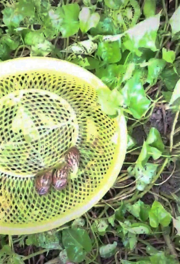 Bắt ốc sên ngoài vườn dưỡng da, hai cô gái làm ai cũng amp;#34;thót timamp;#34; vì quá mạo hiểm - 1